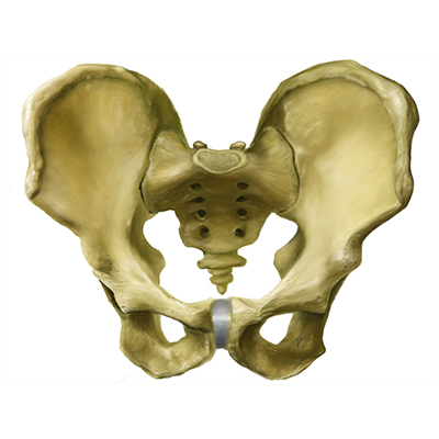 anterior pelvis illustration