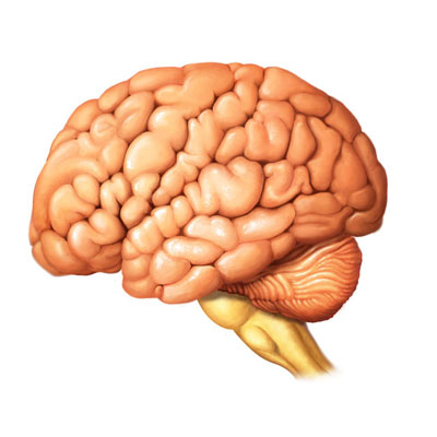 brain lateral