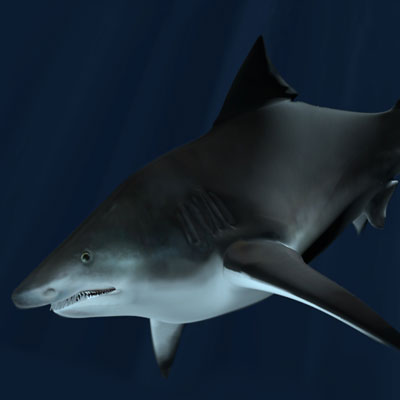 bull shark infographic