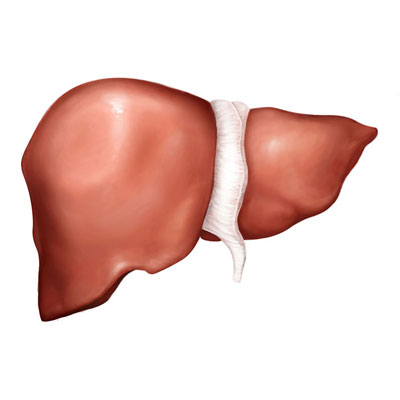 liver