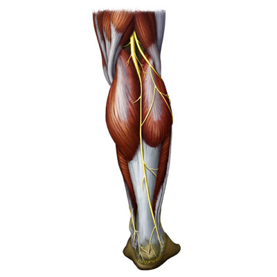 lower leg muscles and nerves